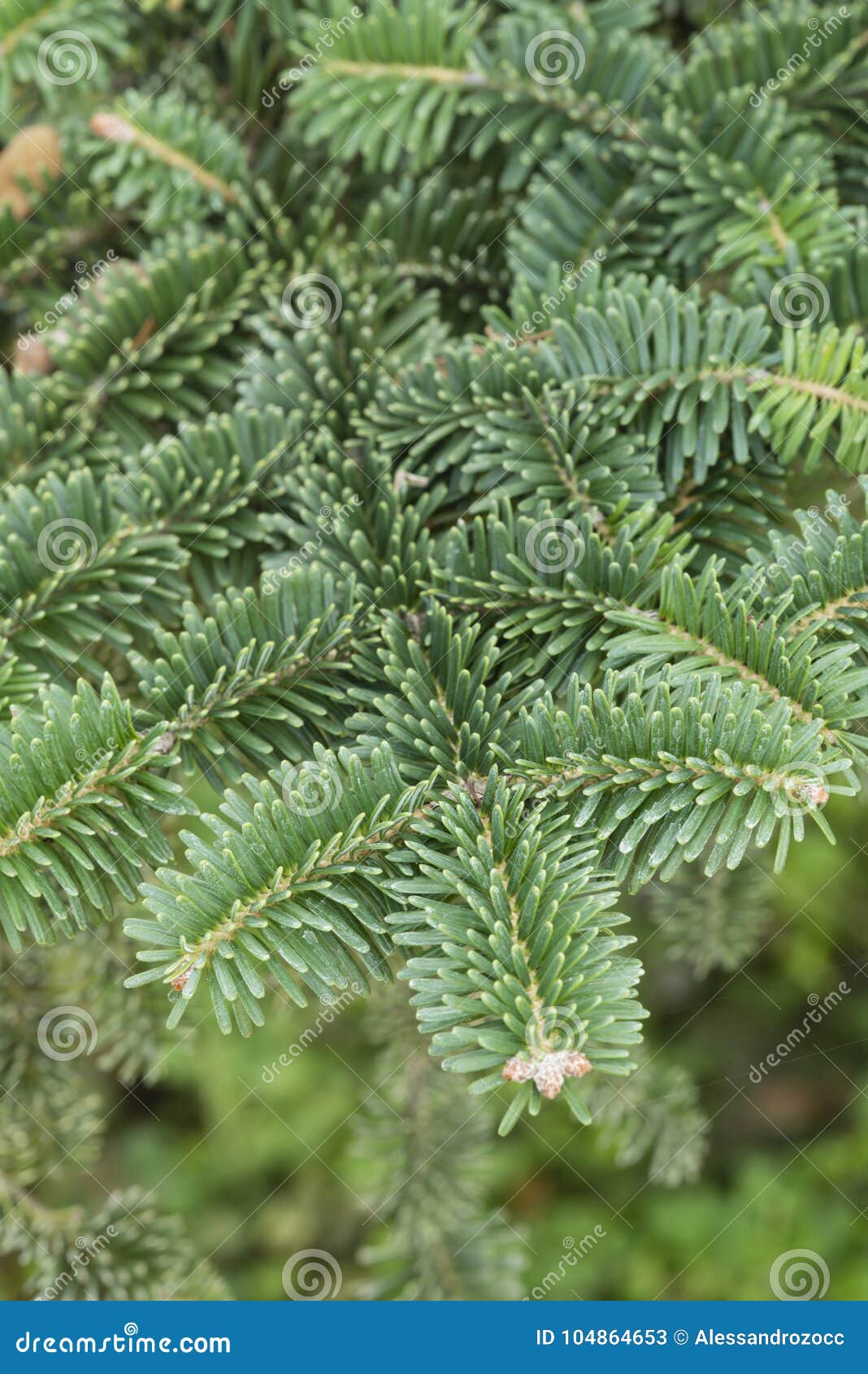 Norway Spruce Tree Detail Stock Image Image Of Nature
