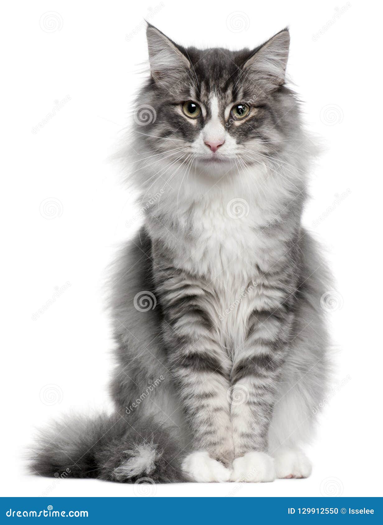 Norwegian Forest Cat 5 Months Old Stock Photo Image Of Gray Looking 129912550