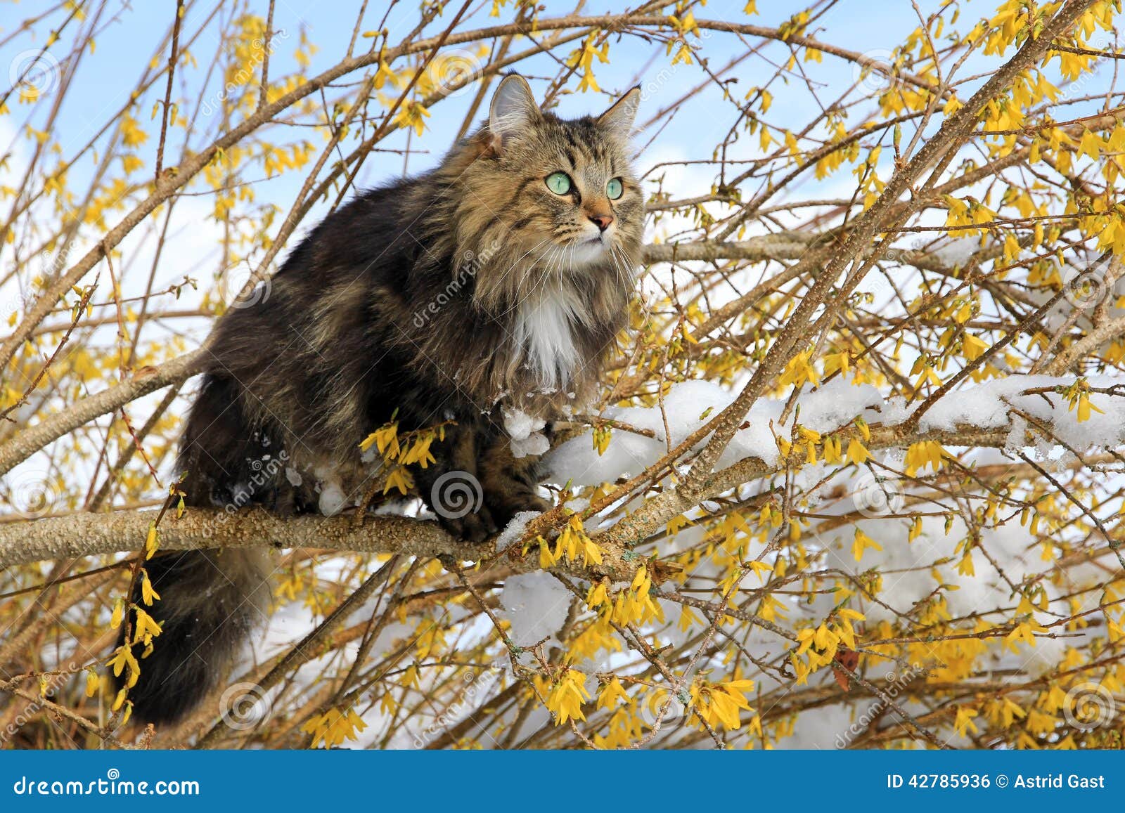 The Norwegian Forest Cat Is One Of The Natural Cat Breeds That Comes From An Area Called Norway