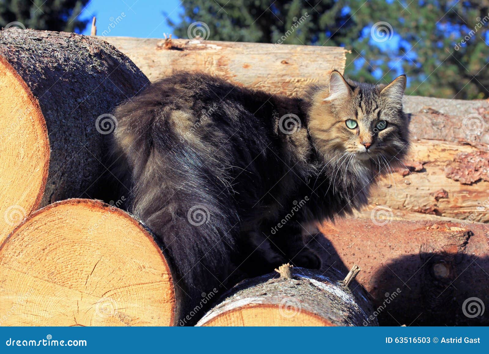 Norwegian Forest Cat on Tree Trunks Stock Image Image of focused