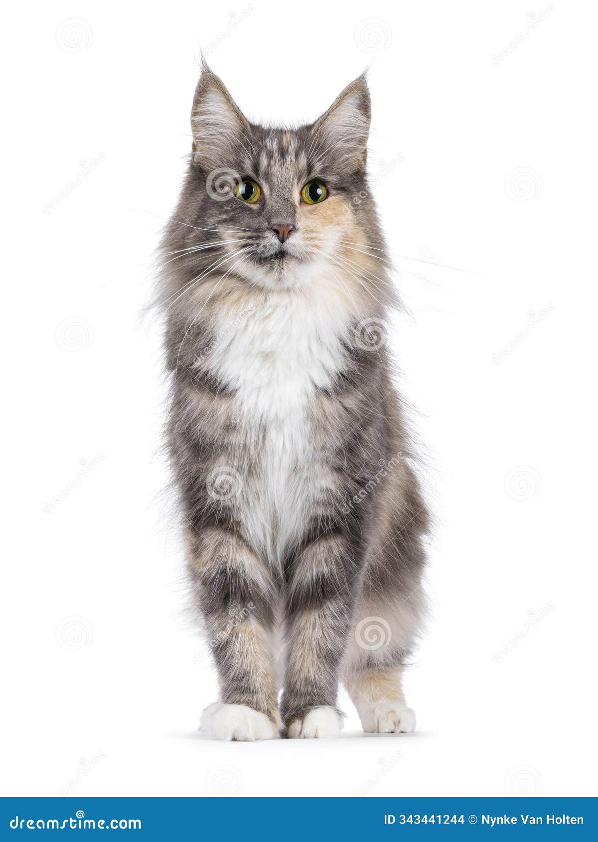 norwegian forest cat on white background