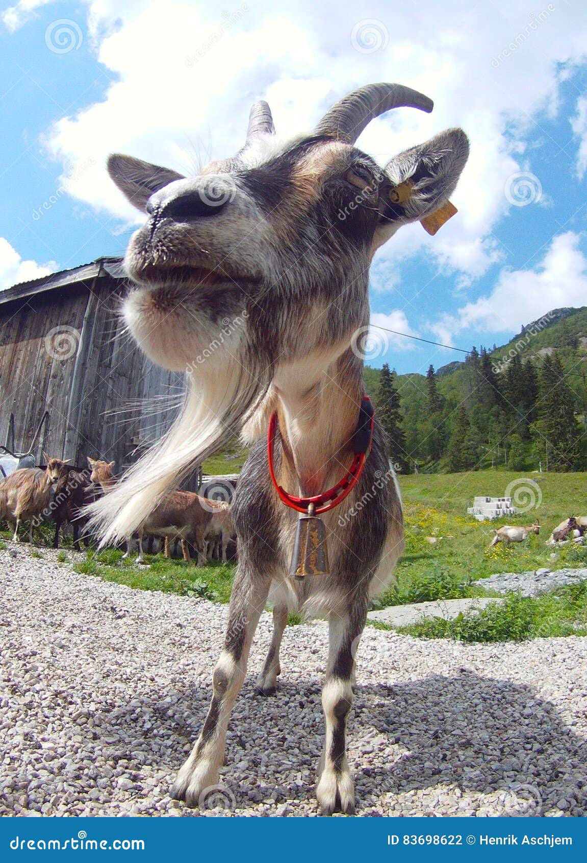 Norwegian goat stock photo. Image of visitrjukan, norway - 83698622