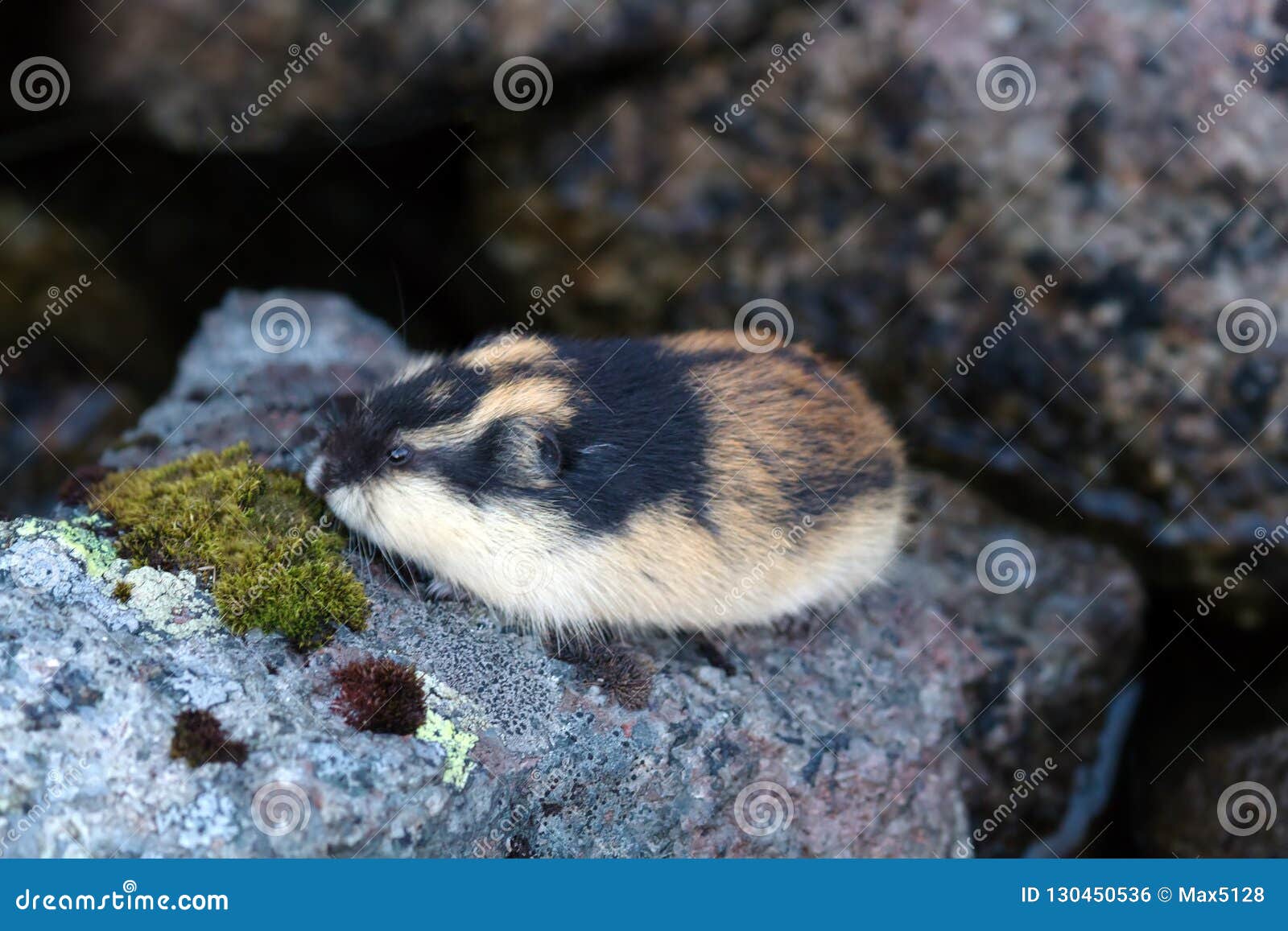 Norway lemming, rodent