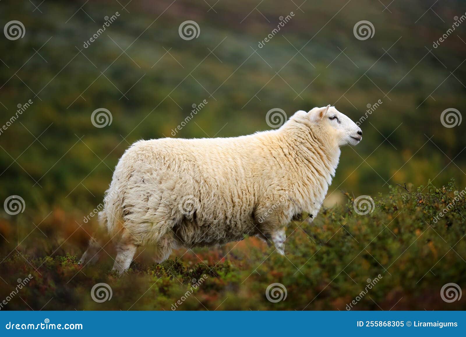 Norwegian white sheep stock image. Image of mammals 255868305