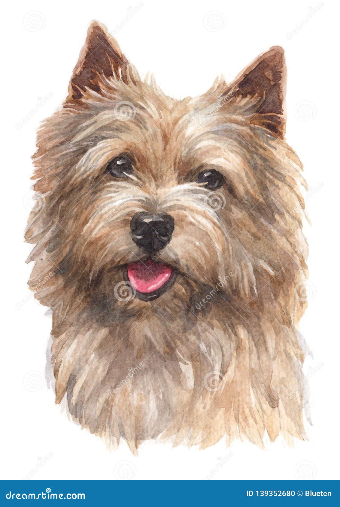 water colour painting, norwich terrier 023