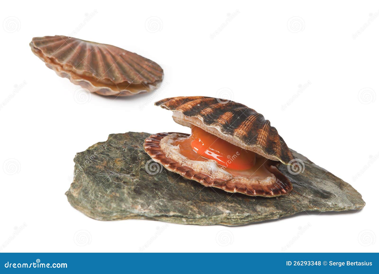 Nos scallops vivos brancos foto de stock. Imagem de textura 26293348