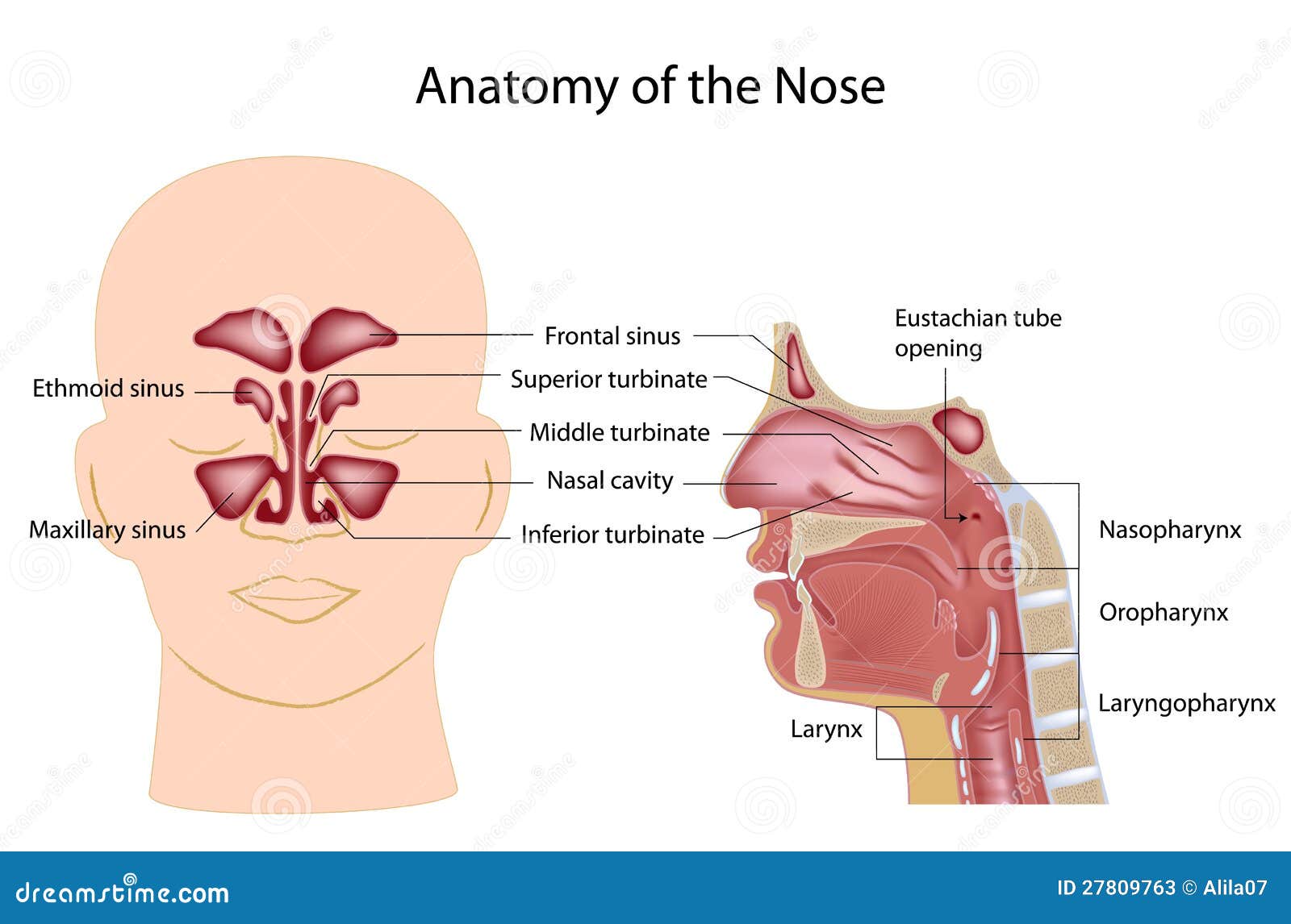 anatomy of nasopharynx