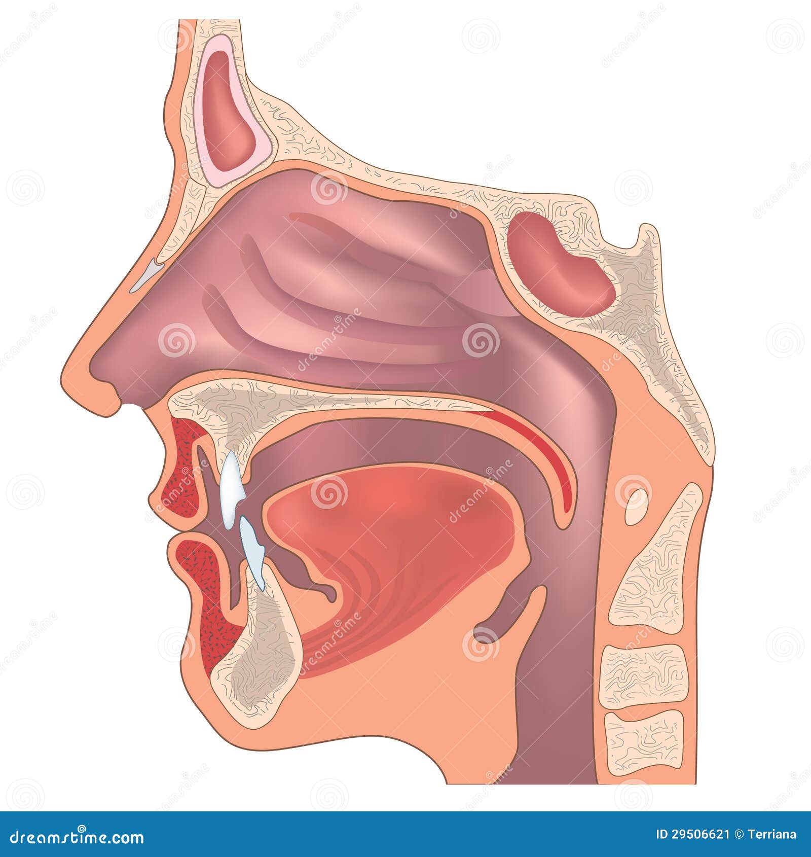 nose anatomy