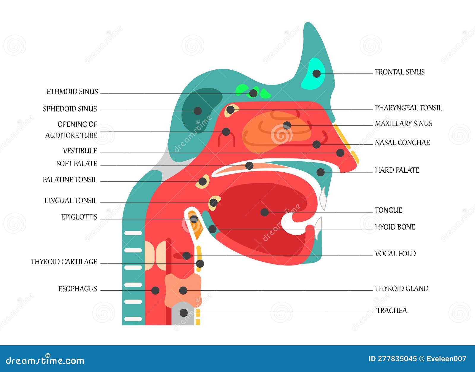 40+ Diagram Of Inside Nose VaughanJosie