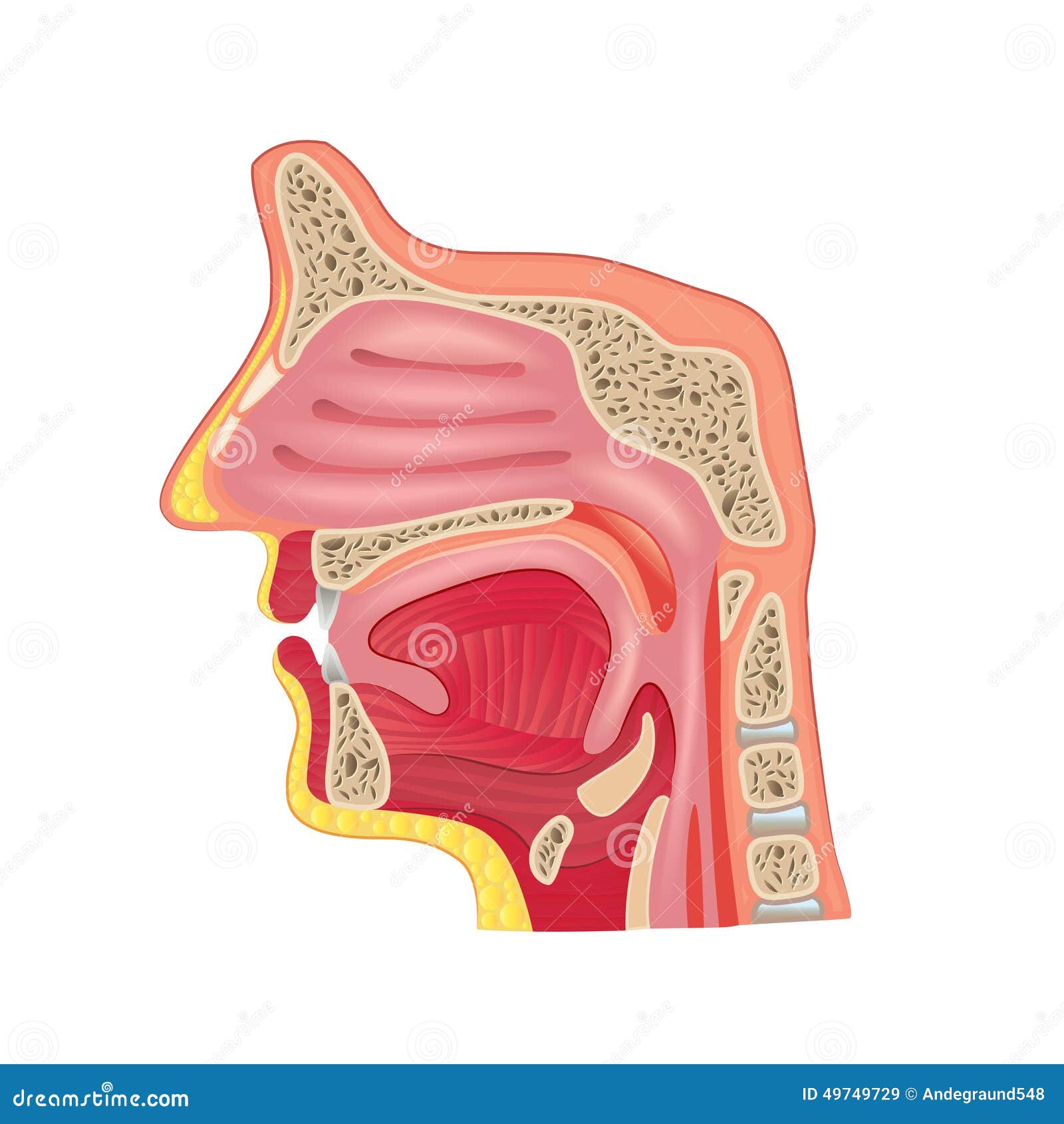 Nose Anatomy Isolated On White Vector Stock Vector ... blank face diagram 
