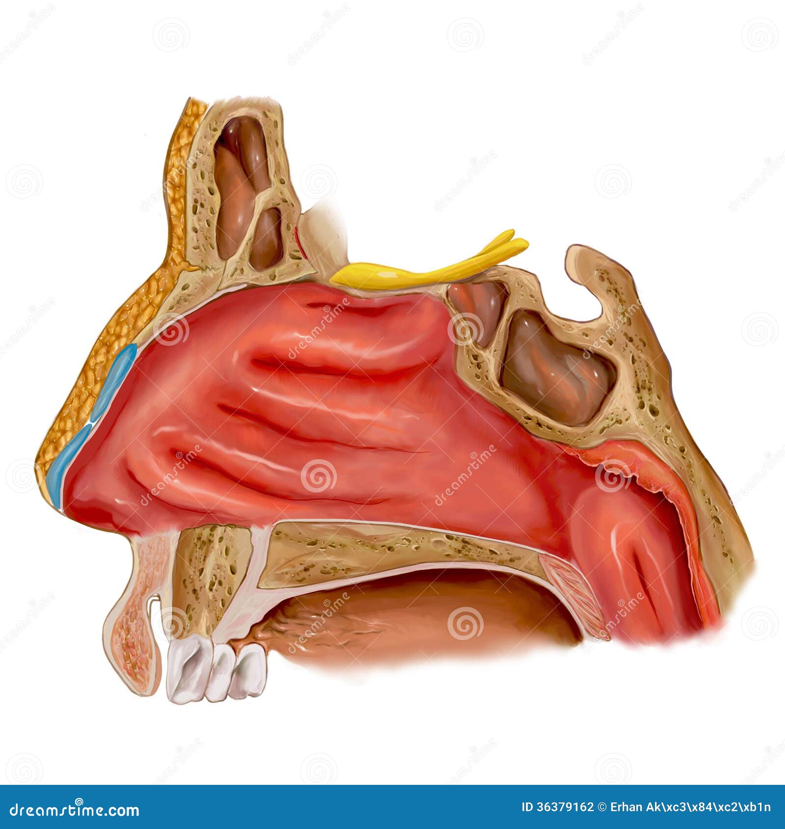 human nose bone anatomy