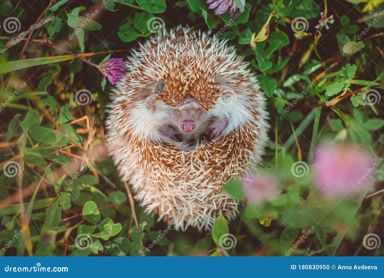 Nose of a Hedgehog that Curled Up in a Ball in Summer Grass Stock Photo