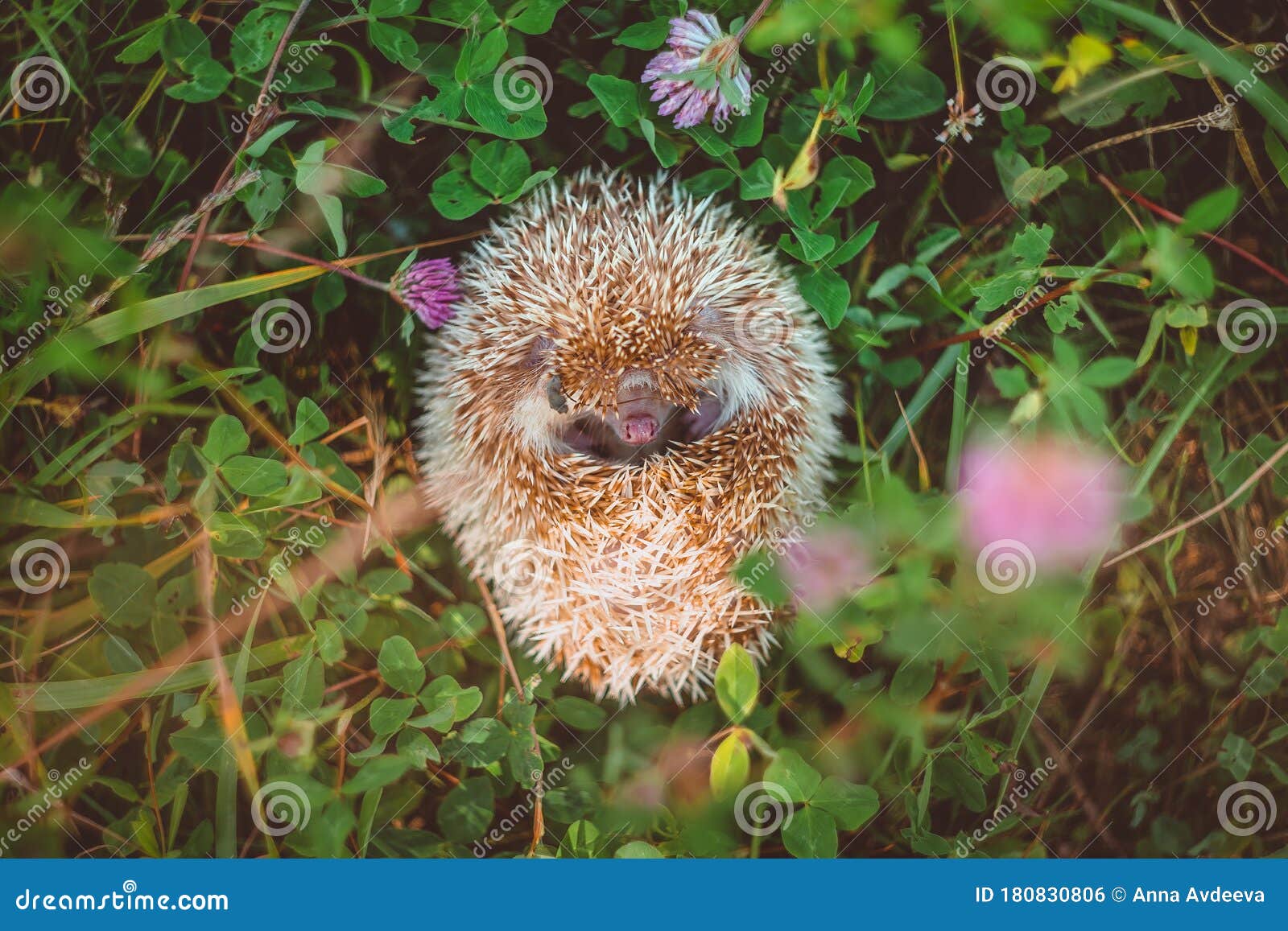 Nose of a Hedgehog that Curled Up in a Tight Ball in Summer Grass Stock