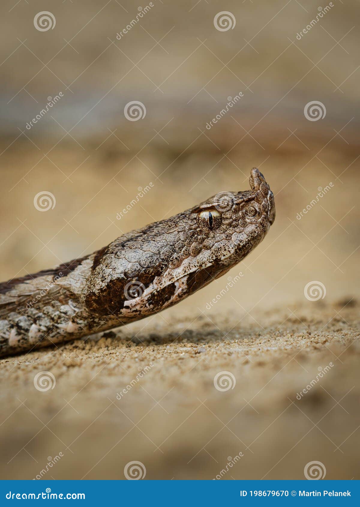 nose-horned viper - vipera ammodytes also horned or long-nosed viper, nose-horned viper or sand viper, species found in southern
