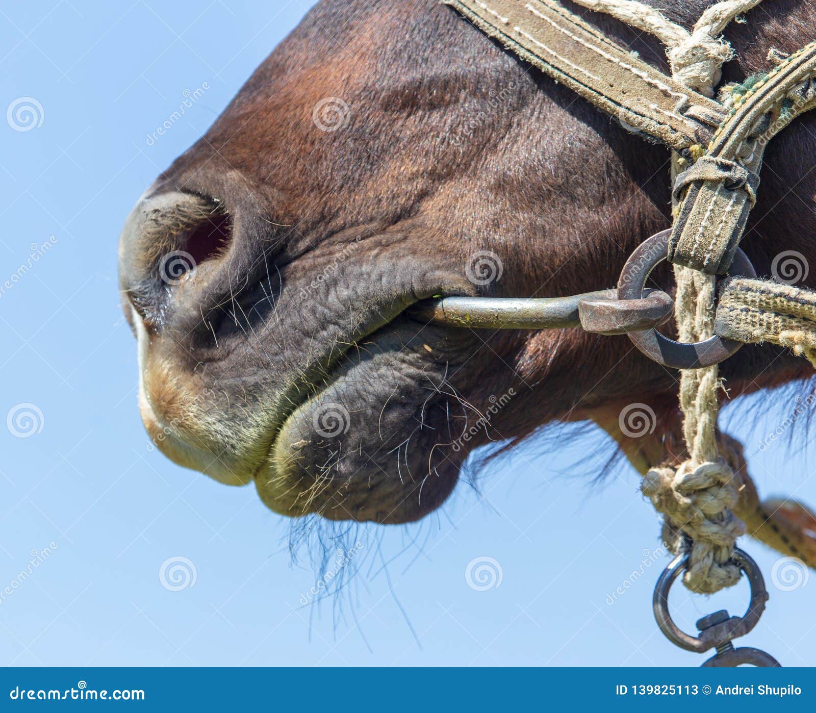 Nose on Horse`s Head in Nature Stock Image Image of equine, animal