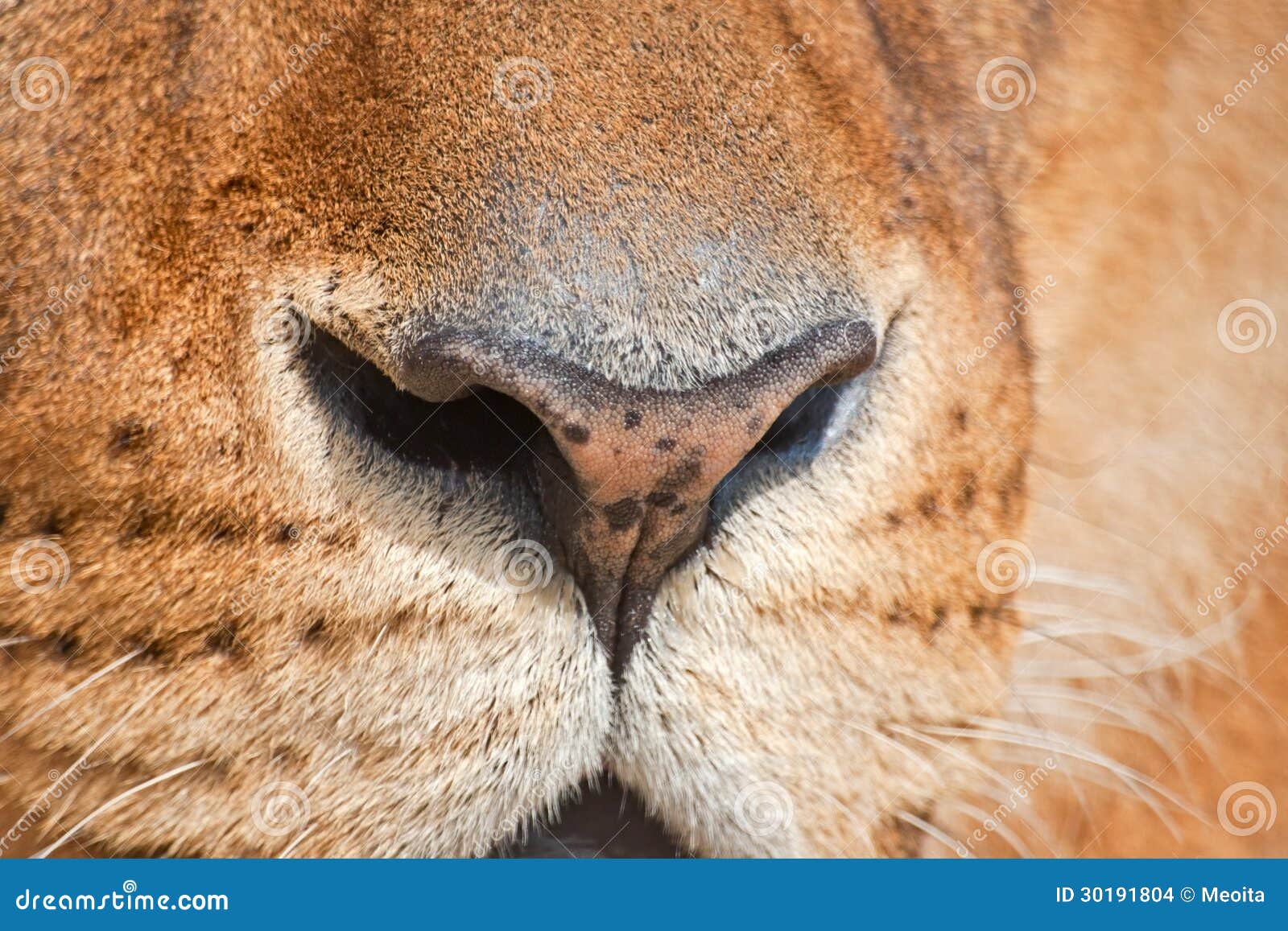 Nose of a lion stock photo. Image of muzzle, lion, mammal - 30191804