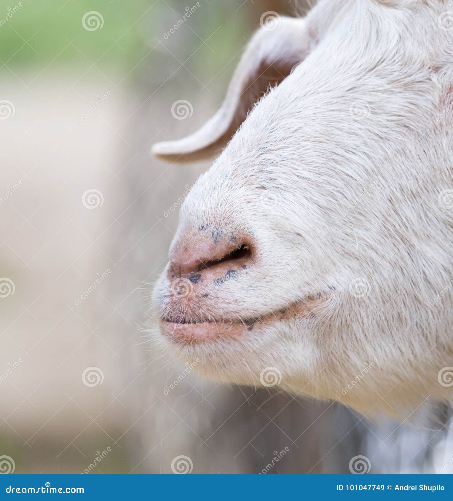 Nose sheep stock image. Image of farmstead, mutton, snout - 101047749