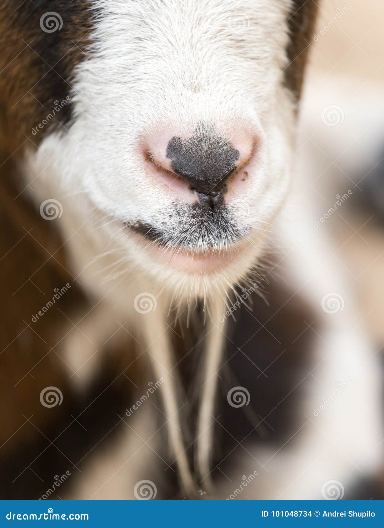 Nose sheep stock photo. Image of nose, farm, meat, lamb 101048734