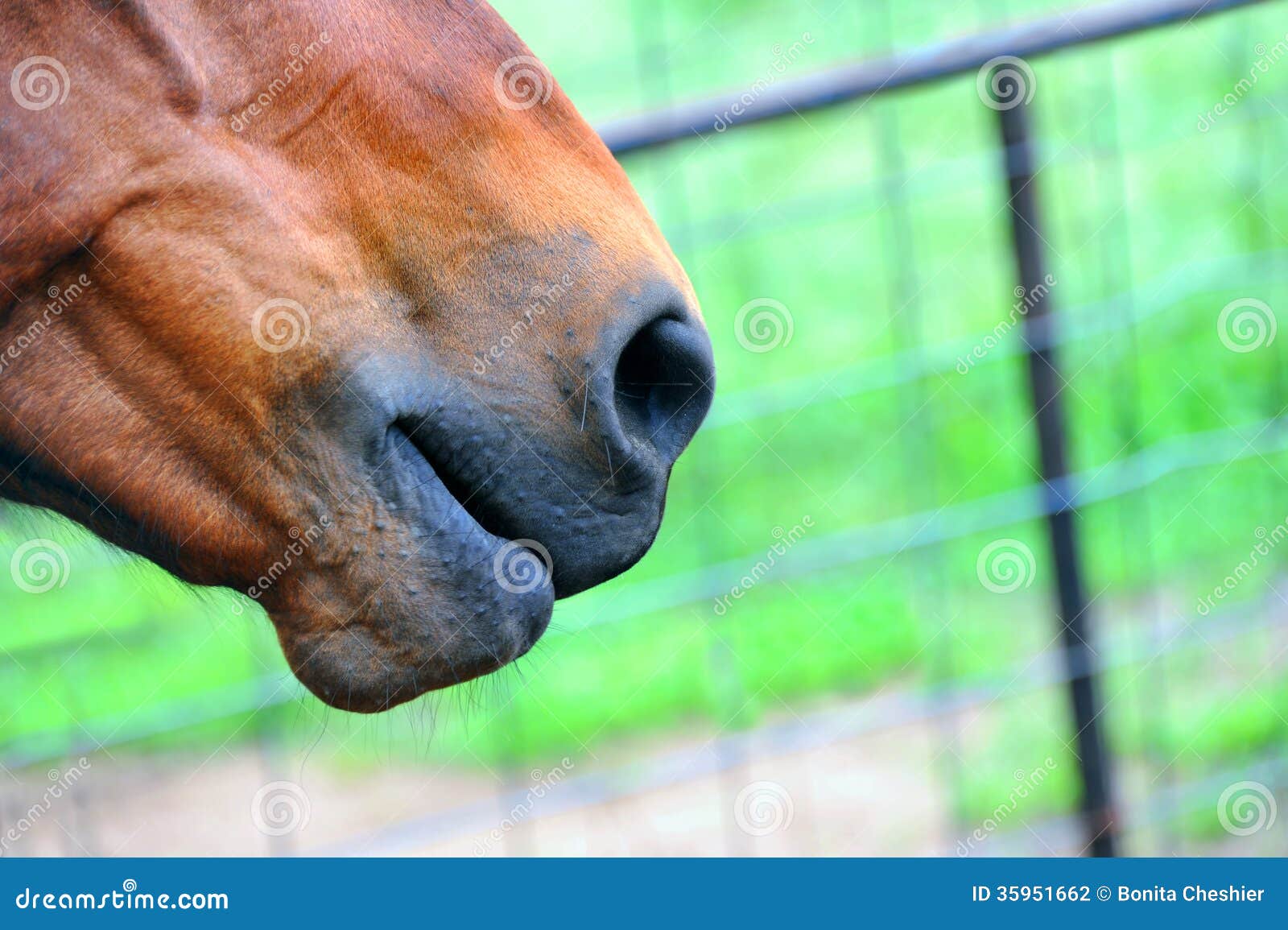 Nosey. Kaganiec kwartalny koń siedzi w kącie fotografia z płotową i zieloną trawą w tle.