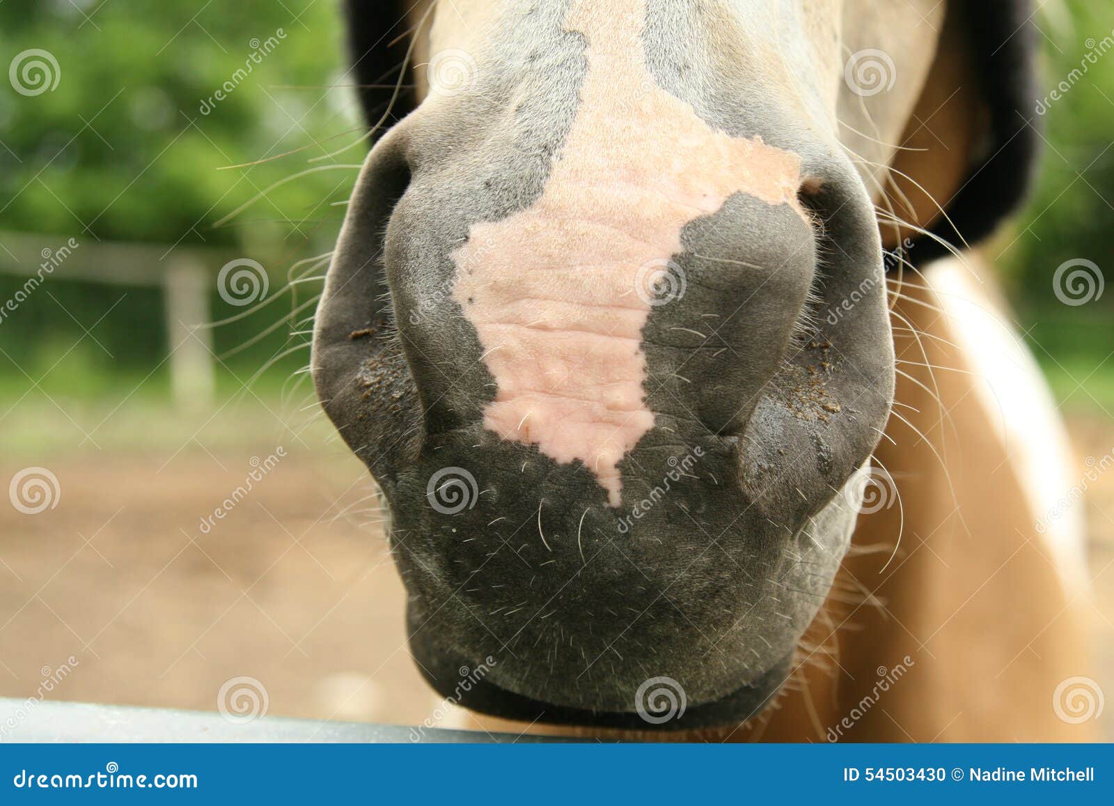 Nostrils of a horse head stock photo. Image of closeup 54503430