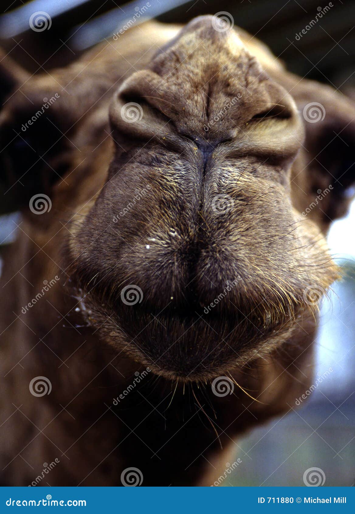 nosy camel