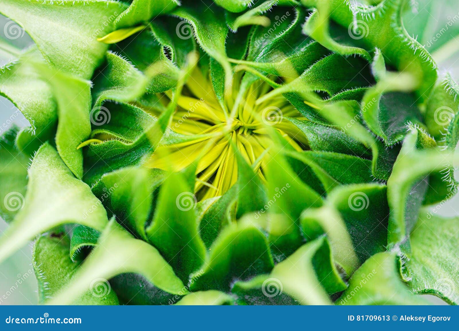 Not bloomed sunflower stock image. Image of botany, floral 81709613