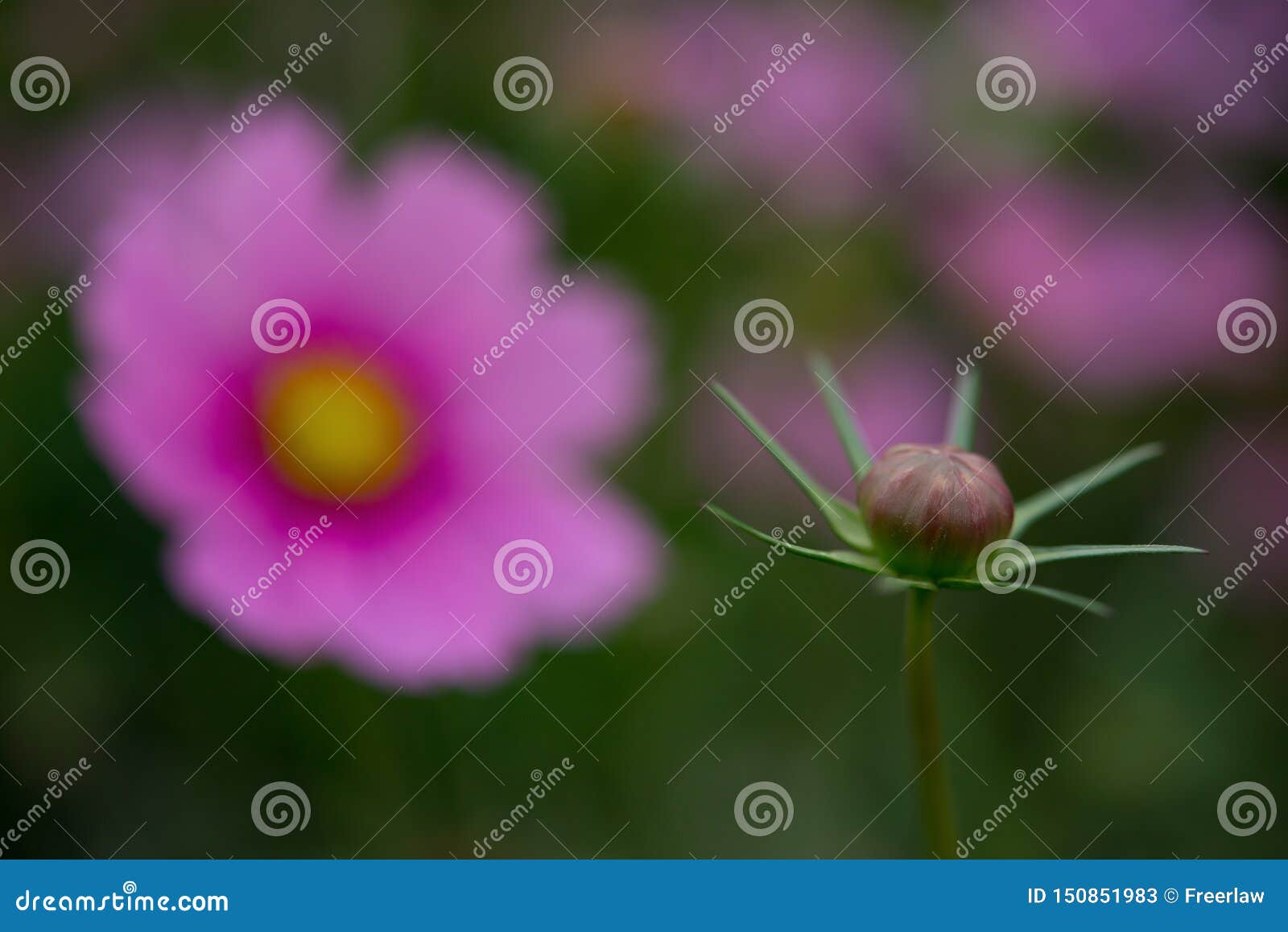 Not yet Blooming Flower Bulb Close Up with a Blooming One on Background