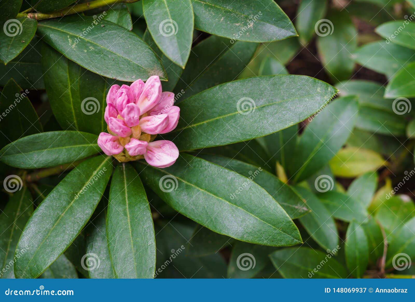 Not yet Blooming Flower of Pink Rhododendron Stock Image Image of