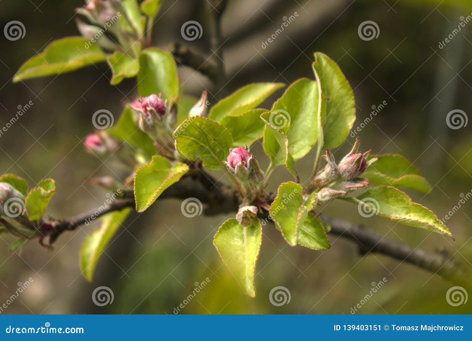 Not Yet Developed Apple Blossoms In Buds Stock Image Image Of Cornelian Bugs Not Yet Developed Apple Blossoms In Buds Stock Image Image Of Cornelian Bugs
