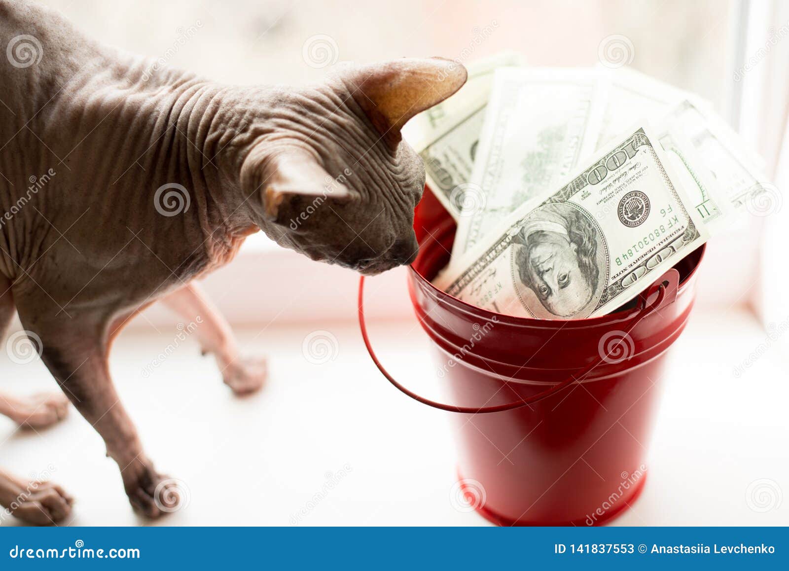 Notas de dólar no balde vermelho e no gato cinzento na janela branca Fundo claro Vista superior muito dinheiro com sphynx