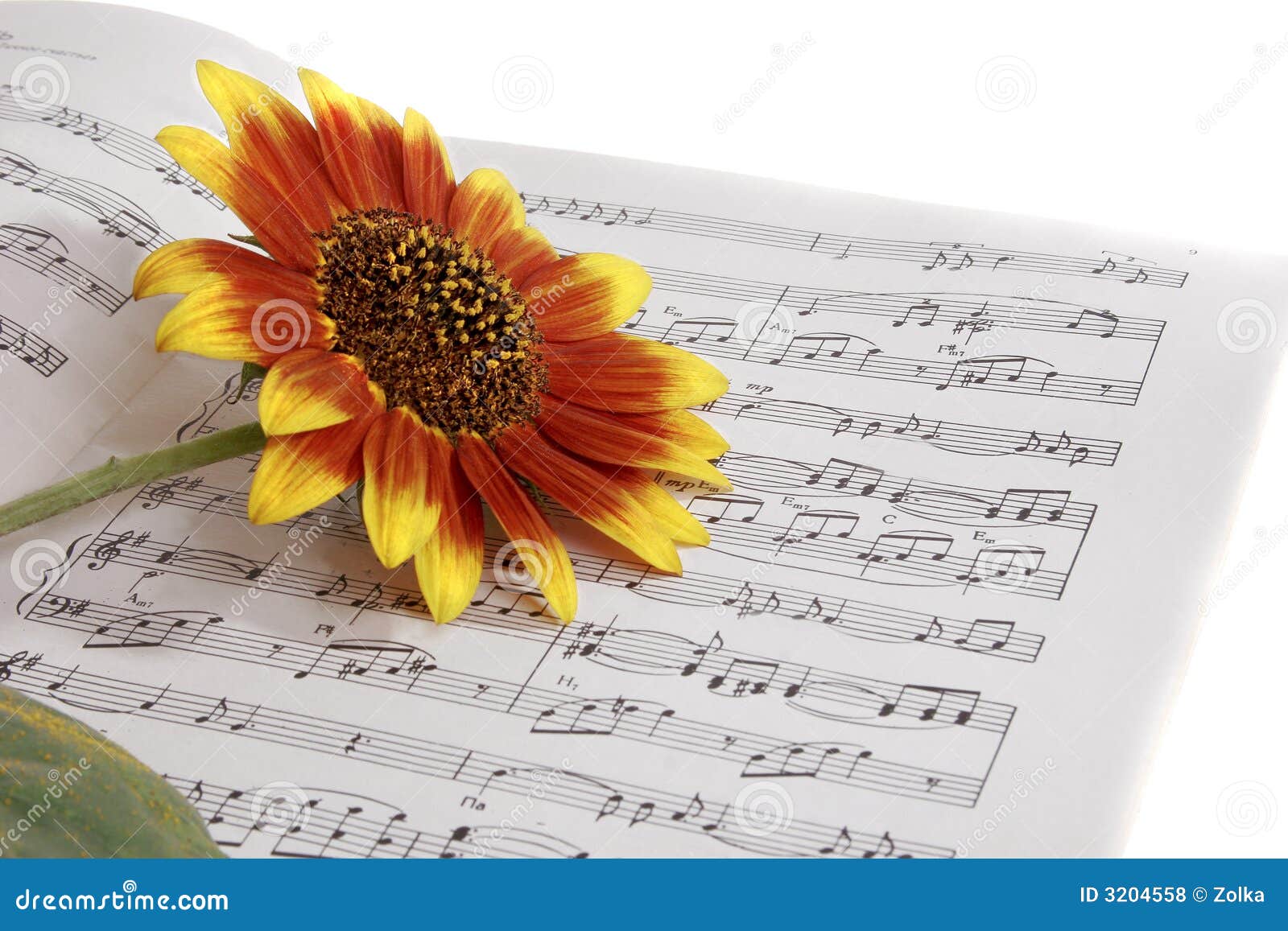 Notebooks with notes on the music &amp; flower. background, beautiful, beauty, bloom, blooming, blossom, botanical, bright, buds, closeup, color, covered, day, details, dew, dewy, droplets, drops, floral, flowers, fresh, gardens, gift, give, light, love, macro, mornings, natural, nature, occasion, open, petals, pinks, plant, rain, romance, romantic, spring, summer, sun, sunny, valentines, water, weddings, wet, white, women