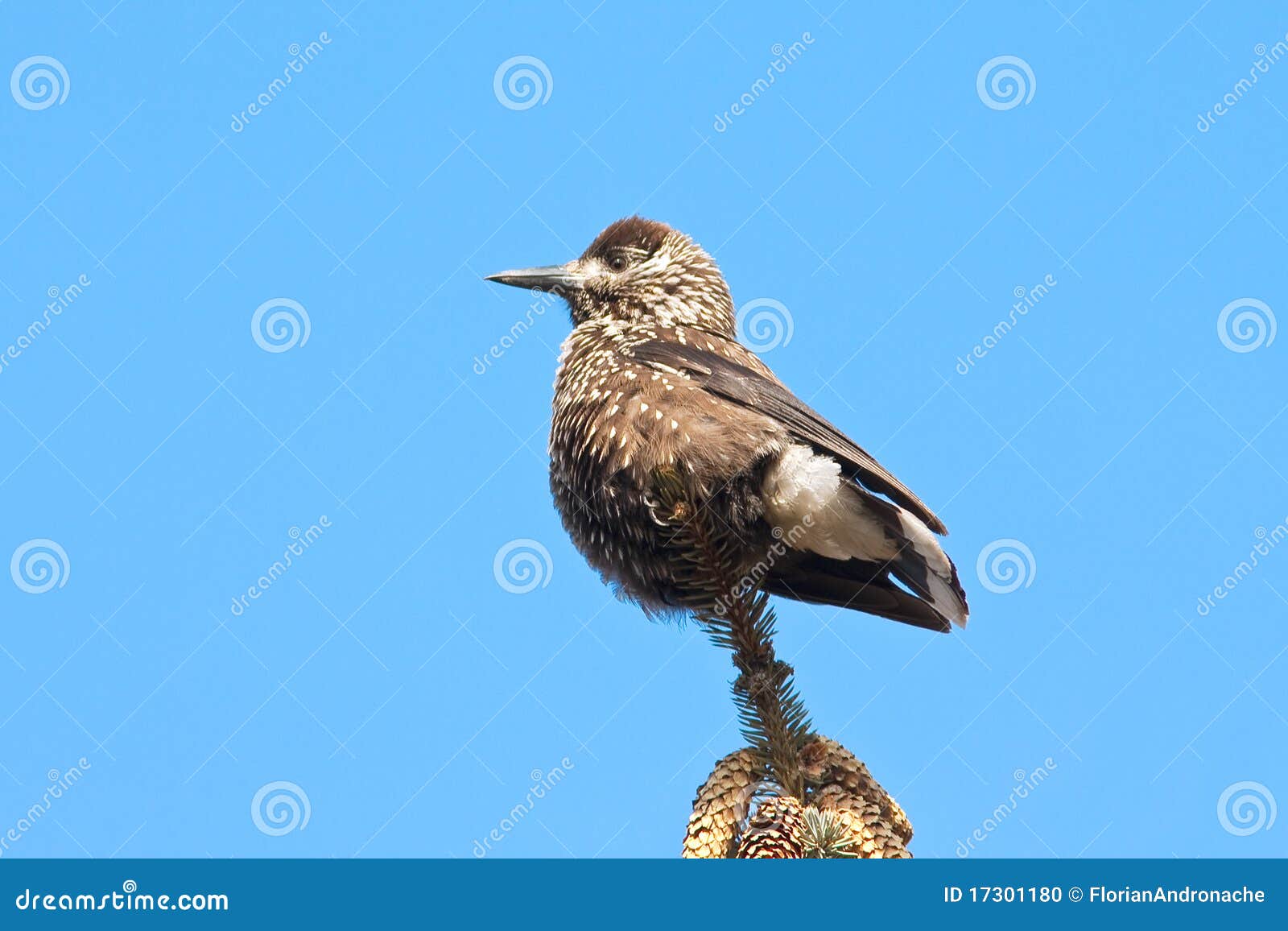 Notekraker/Nucifraga Caryocatactes Stock Foto Image of vleugel