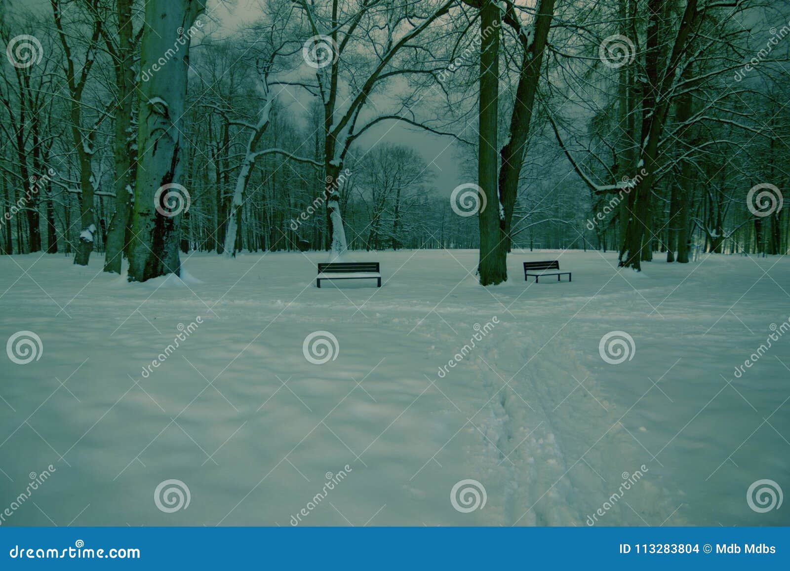 Notte di inverno nel parco. Notte nel parco, due banchi, percorso di inverno della neve