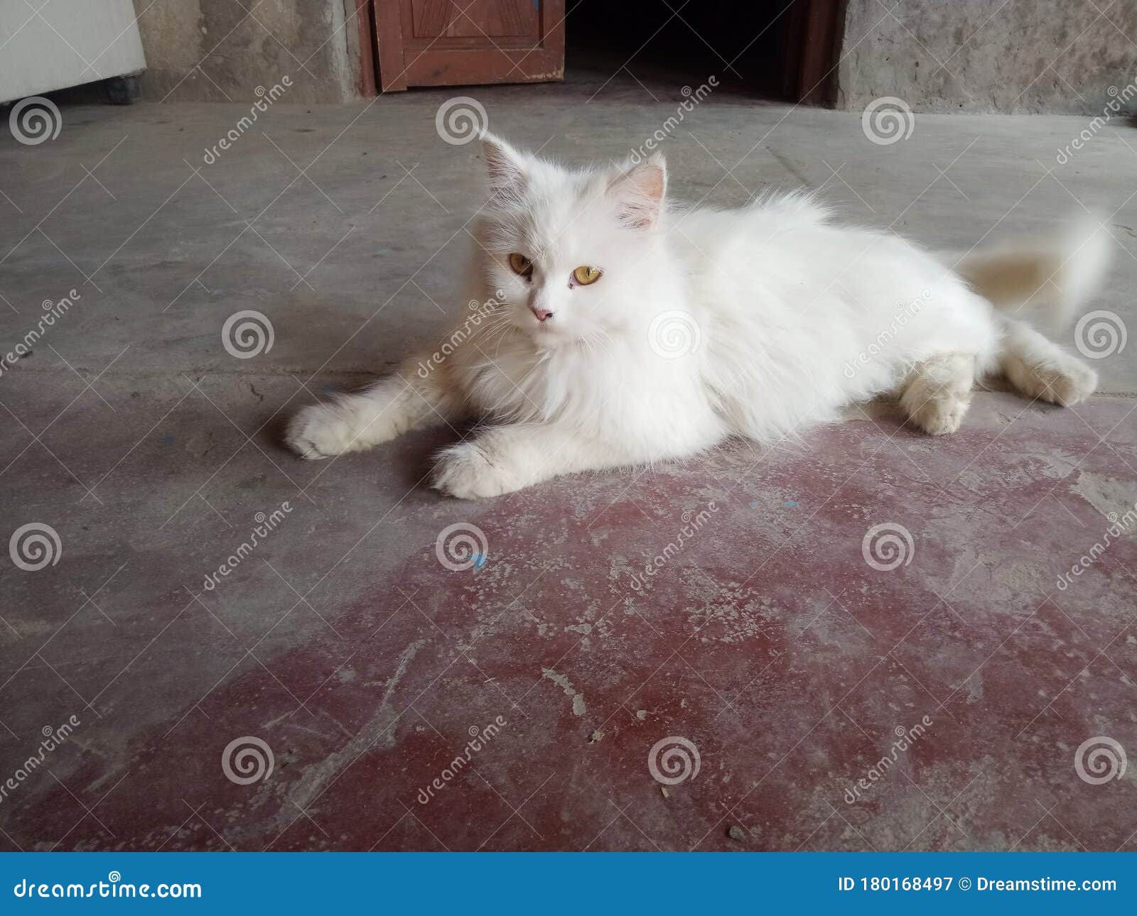 Noty cat stock image. Image of kitty, noty, lovely, cute 180168497