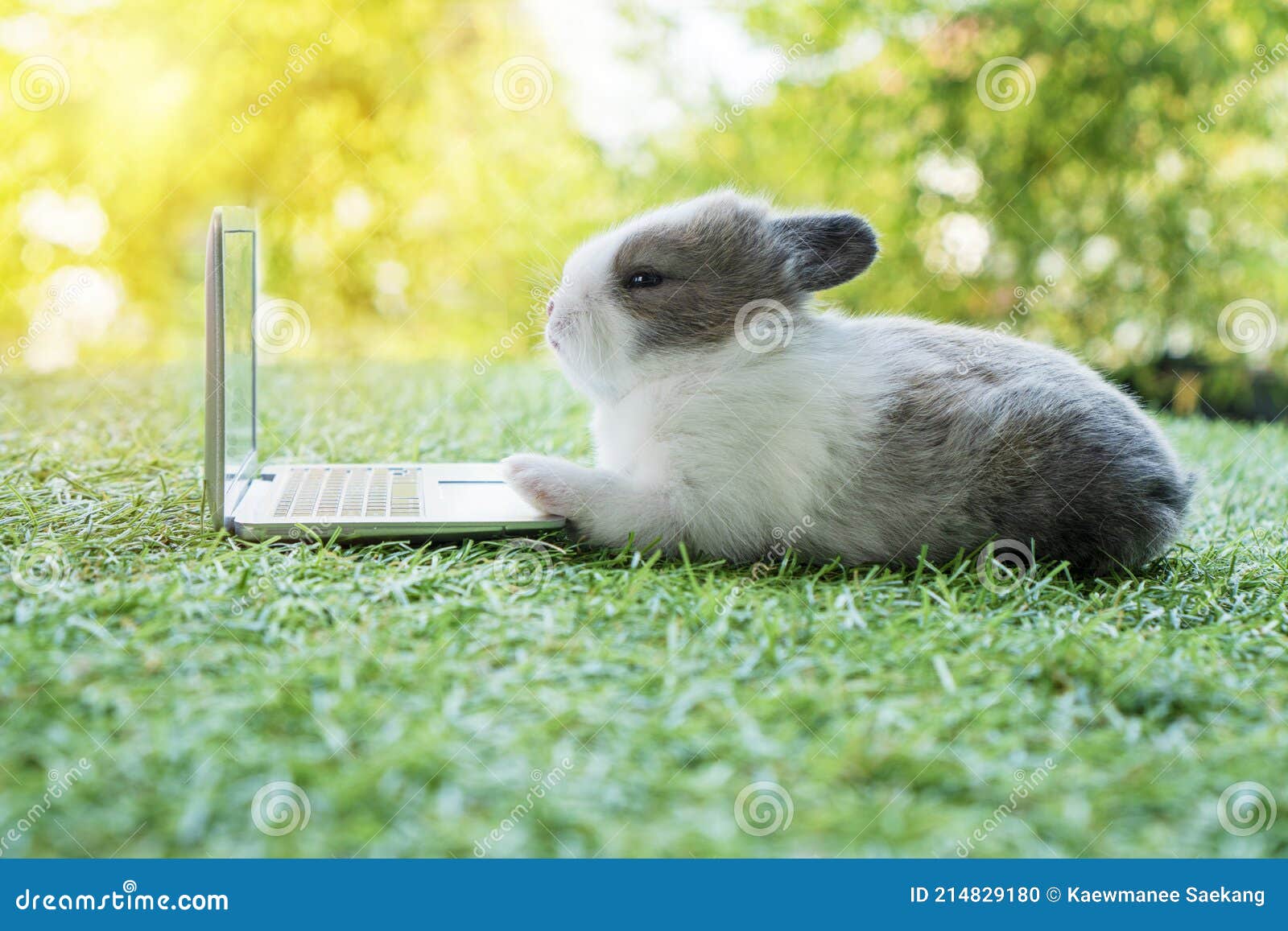 Nouveau Ne Petit Lapin Gris Blanc Avec Petit Ordinateur Portable Assis Sur L Herbe Verte Beau Bebe Lapin Regardant Cahier Sur Pel Photo Stock Image Du Festif Vert Nouveau Ne Petit Lapin Gris Blanc Avec Petit Ordinateur Portable Assis Sur L Herbe Verte Beau Bebe Lapin Regardant Cahier Sur Pel Photo Stock Image Du Festif Vert