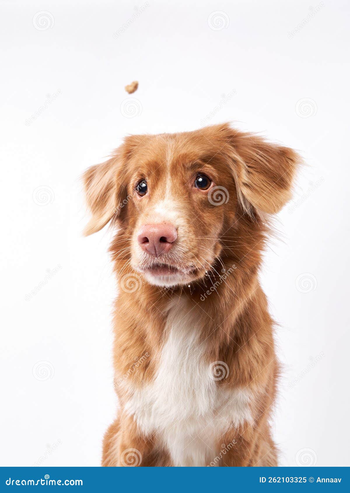 nova scotia duck retriever puppy on on white background. charming dog in the studio.