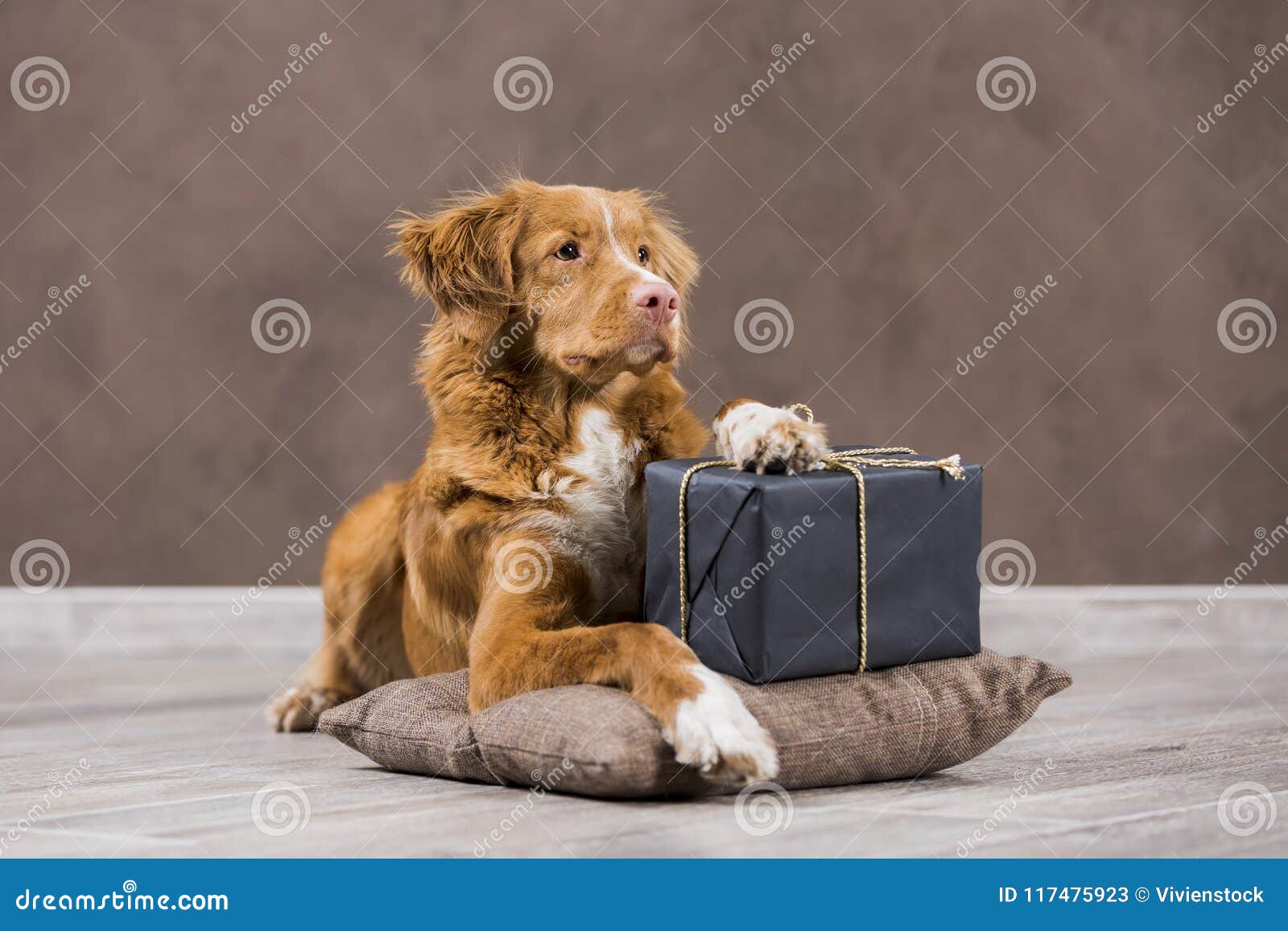 nova scotia duck tolling retriever