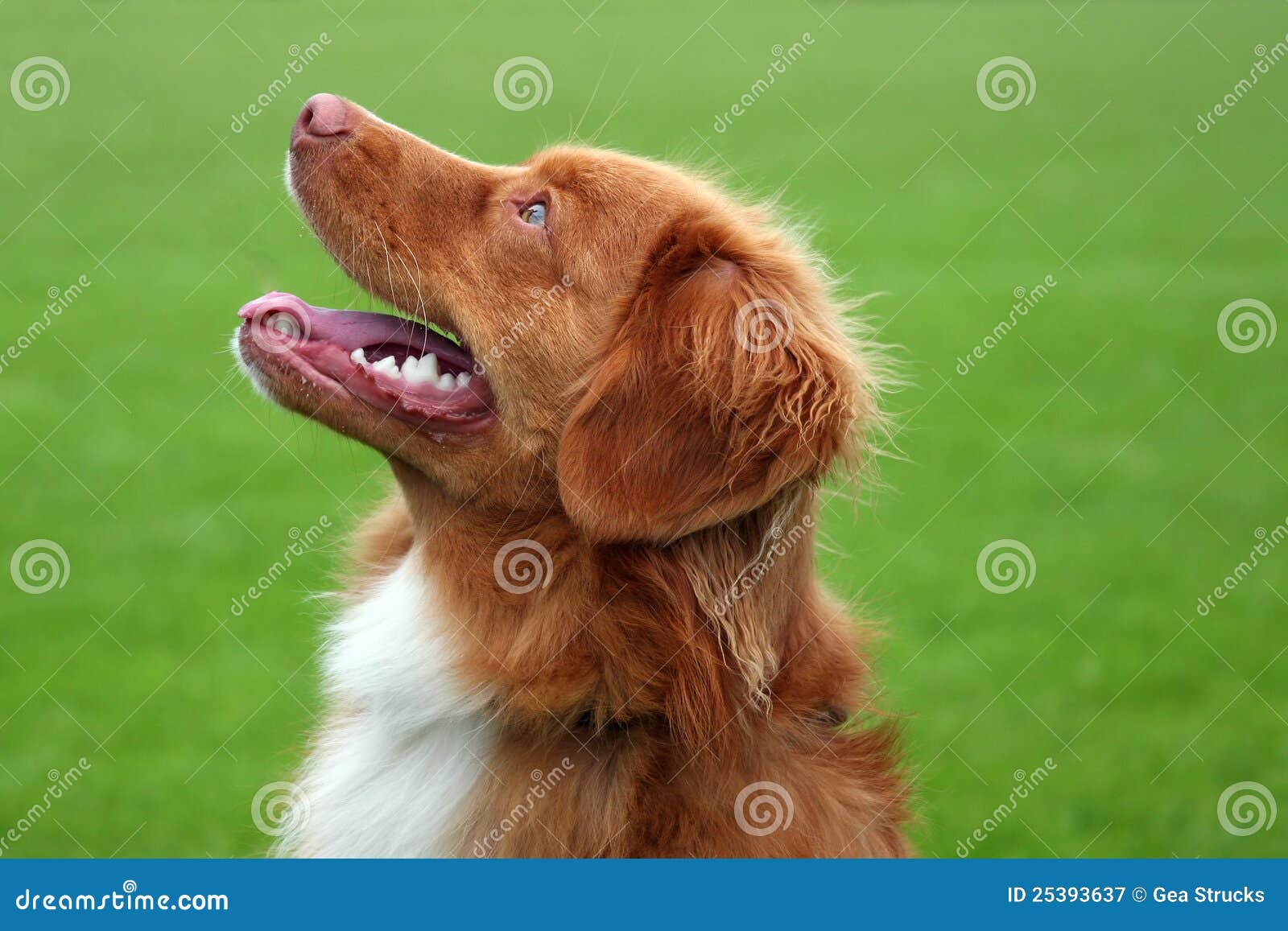 novia scottia duck tolling retriever