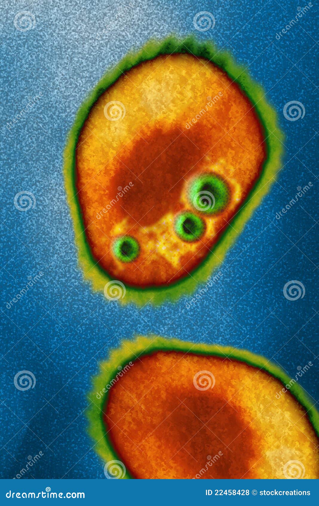 Novovirus Stock Photo. Image Of Macro, Green, Death, Virus - 22458428