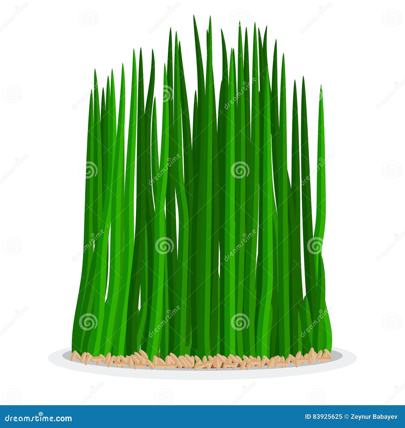 nowruz holiday grass semeni on plate