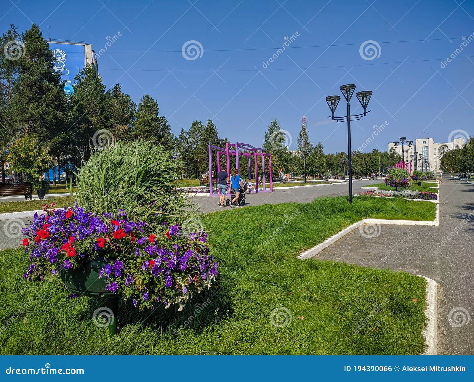 Noyabrsk, Russia - August 8, 2020: Petunias Petunia Hybrida in a