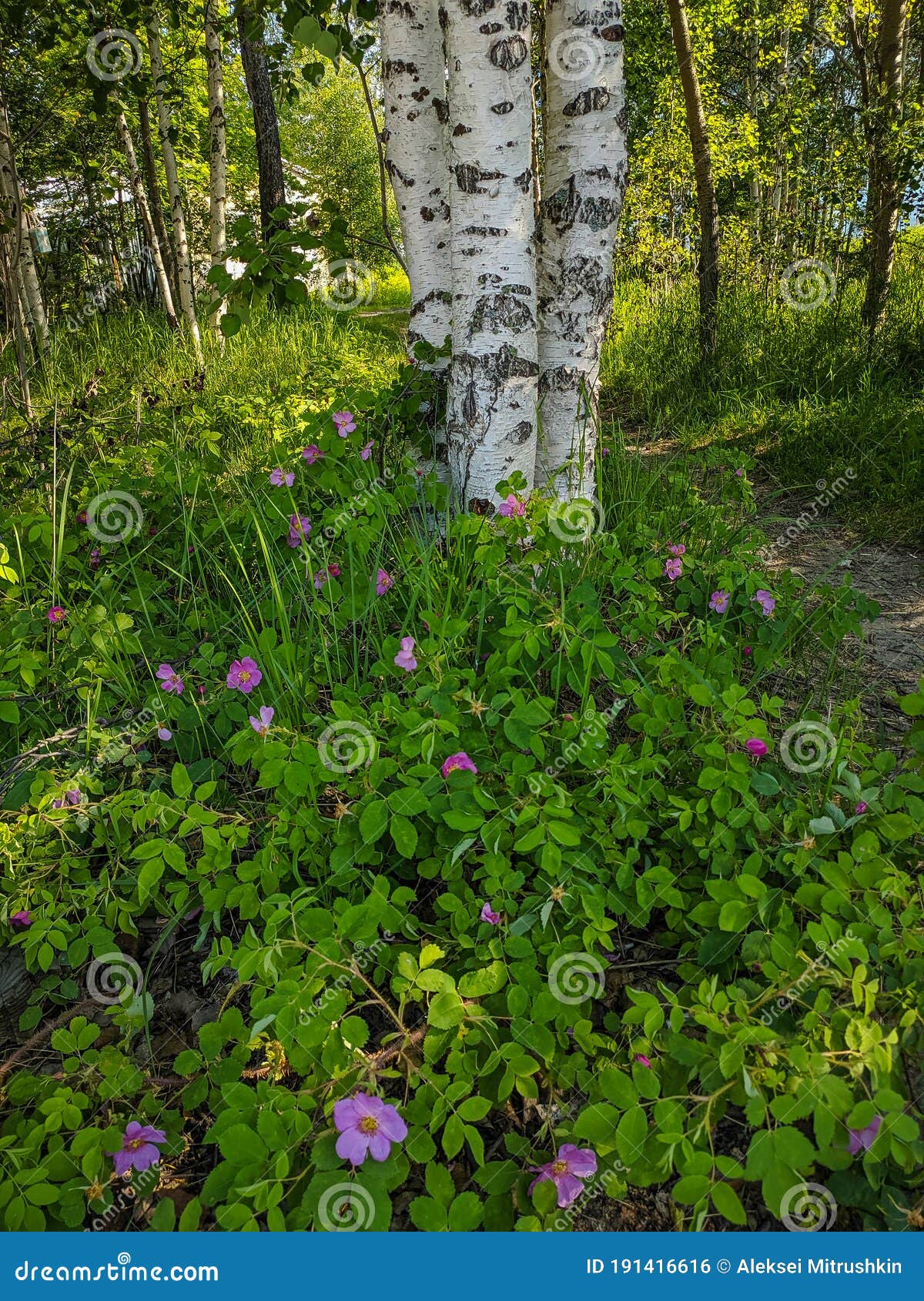 Noyabrsk, Russia - May 30, 2020: a Forest Path Passes Near the Birches