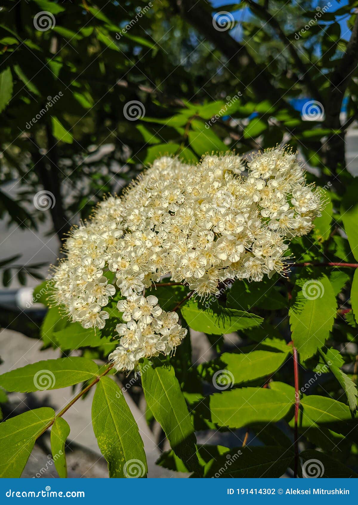 Noyabrsk, Russia - May 30, 2020: White Rowan Flowers with Green Leaves