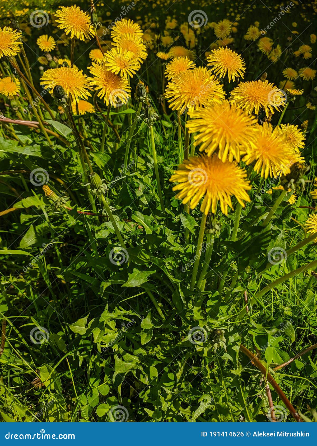 Noyabrsk, Russia - May 30, 2020: Yellow Dandelions Grow in the Green