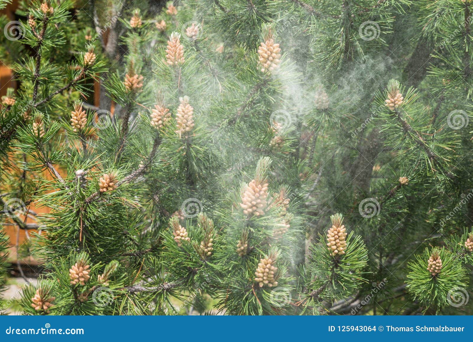 Cosses de pollen de pin image stock. Image du arbre - 109681835