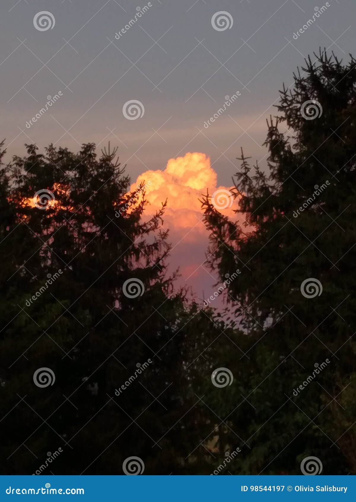 Nubes de la montaña de la puesta del sol entre los pinos