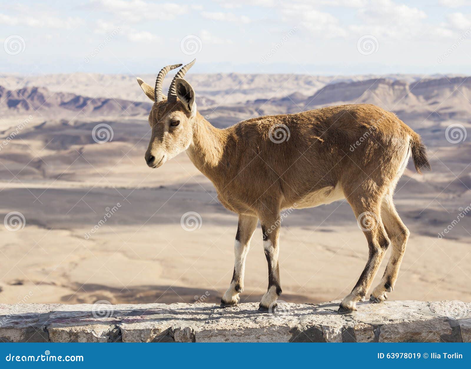 nubian ibex (capra nubiana). ramon crater. negev desert. israel
