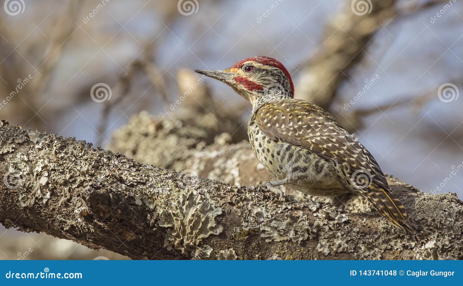 nubian woodpecker sits on stem of tree