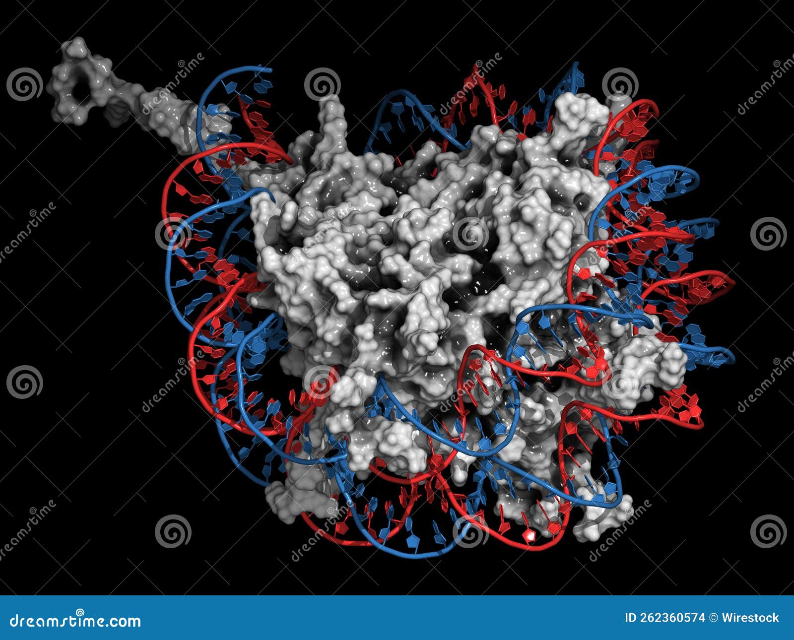 nucleosome, 3d .