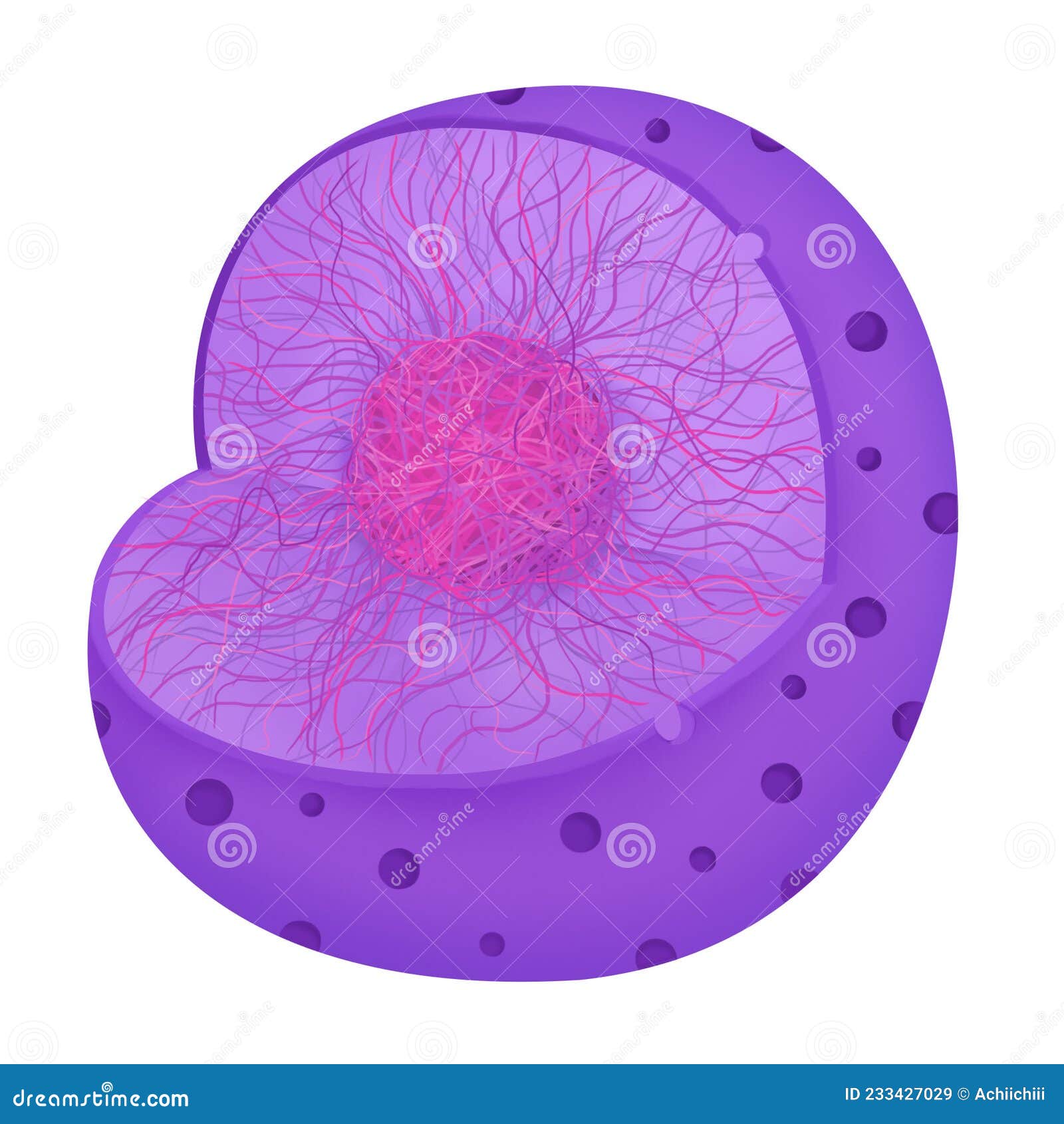 the nucleus of anatomy.the nucleus is an organelle found in most eukaryotic cells,